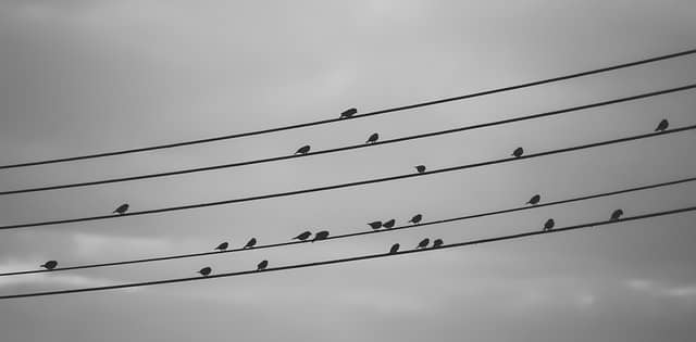 Birds sitting on electrical wires