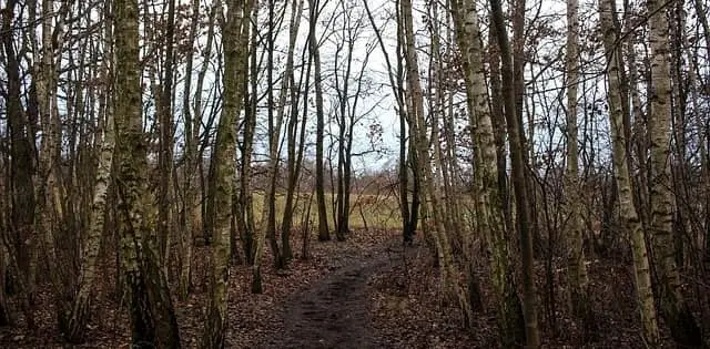 a wet hiking trail