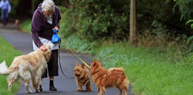 woman walking dogs in the park