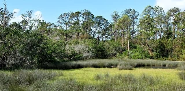 Flordia Everglades