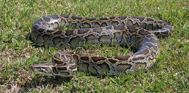 Burmese python on the ground