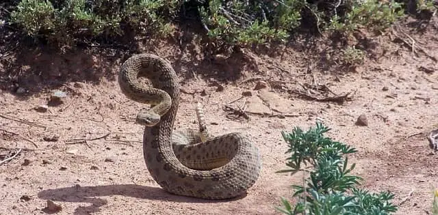 rattle snake in a striking pose