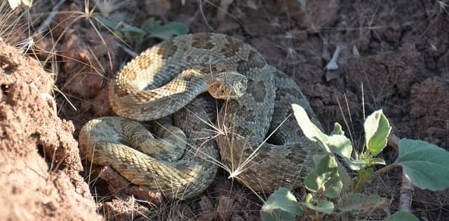 rattle snake beside a rock