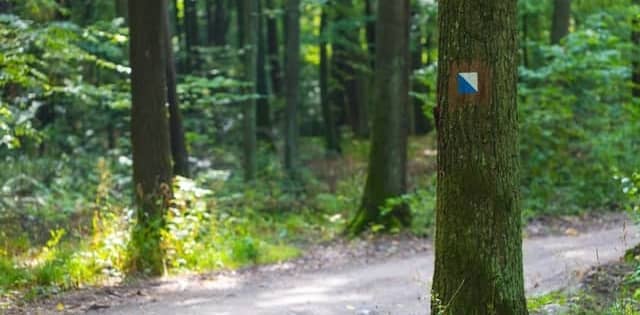 Forest with trail