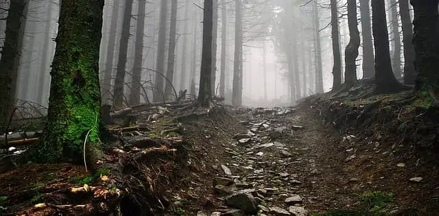 wet rocky trail in a forest