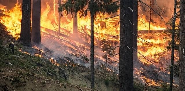 Wildland Fire Fighter fighting a forest fire